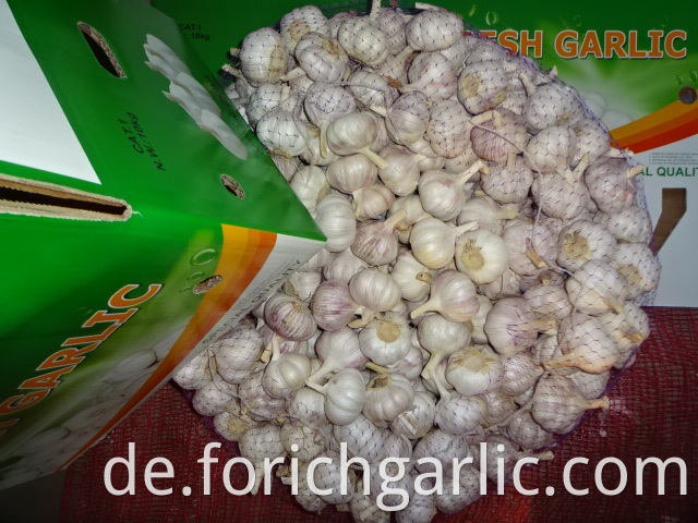 New Regular White Garlic